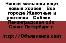   Чишки-малышки ищут новых хозяев - Все города Животные и растения » Собаки   . Ленинградская обл.,Санкт-Петербург г.